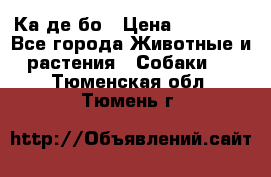 Ка де бо › Цена ­ 25 000 - Все города Животные и растения » Собаки   . Тюменская обл.,Тюмень г.